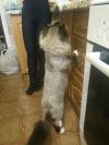 Стрижки собак и кошек