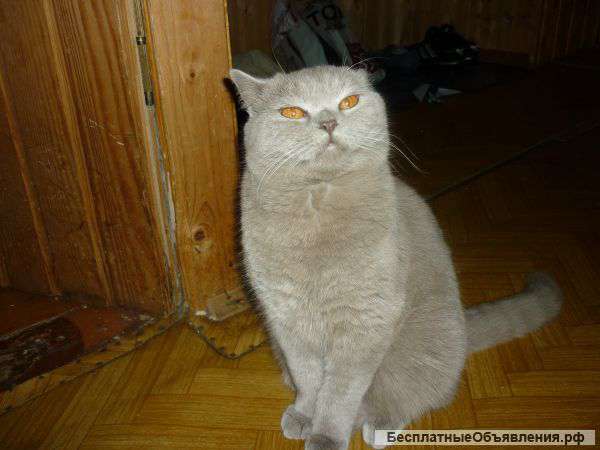 Британского кота