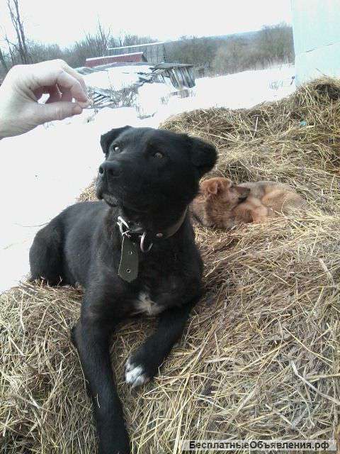 Собака в дар