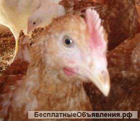 Курятники с доставкой