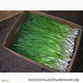 Зеленый лук( перо)
