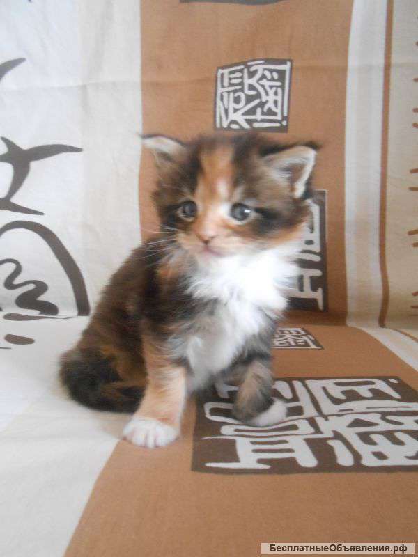 Котят Мейн-кун