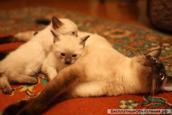 Котят