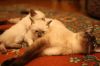 Котят