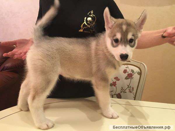 Классные щенки Сибирской хаски