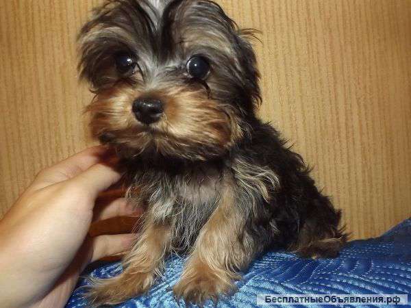 Щенки йоркширского терьера