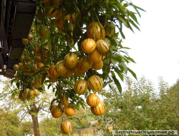 Пепино - дынная груша