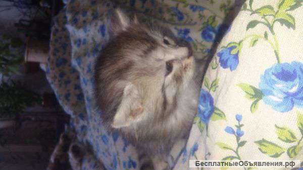 Отдам в дар