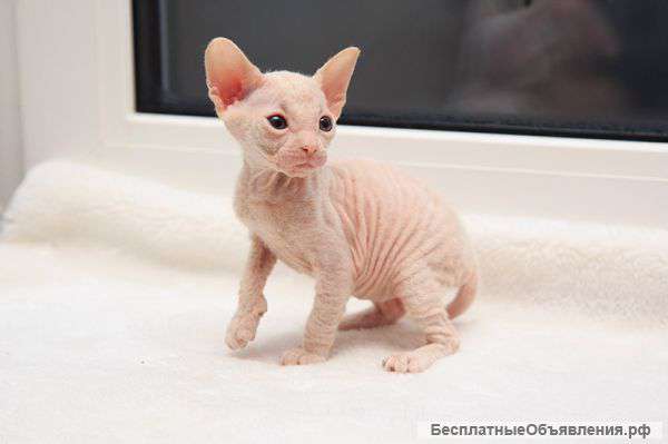 Белая малышка донского сфинкса