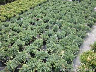 Саженцы в контейнерах оптом для садовых центров