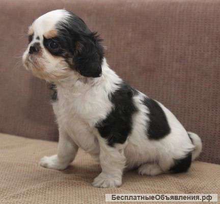 Щенки кинг чарльз спаниеля (не кавалер)