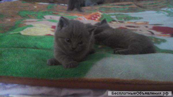 Котята