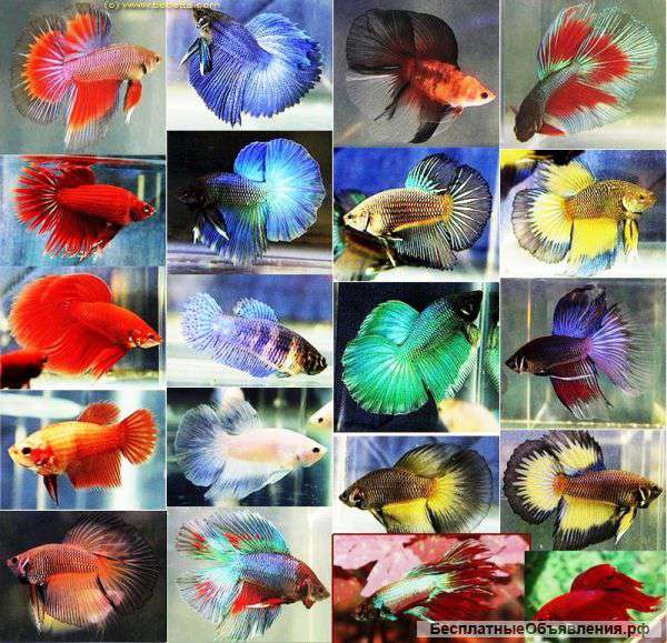 Рыбка петушок и курицы, в наличии много