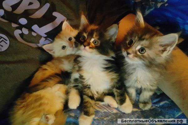 Котята Мейн Кун (не питомник)