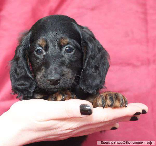 Кроличьи очаровашки очень ждут своих мам и пап