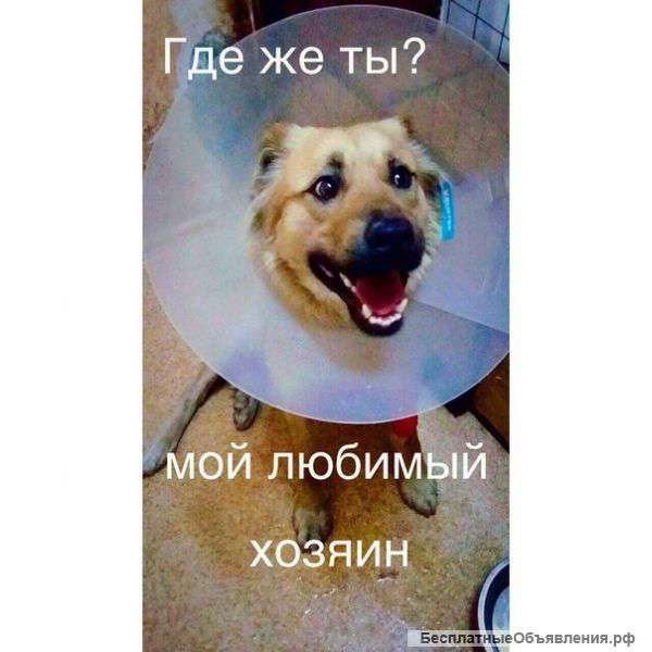 В надежные руки добрая,ласковая,умная,игривая девочка