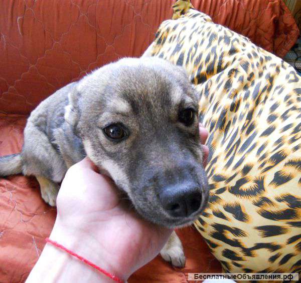 Отдаем щенков в добрые руки