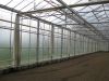 Теплицы из Голландии