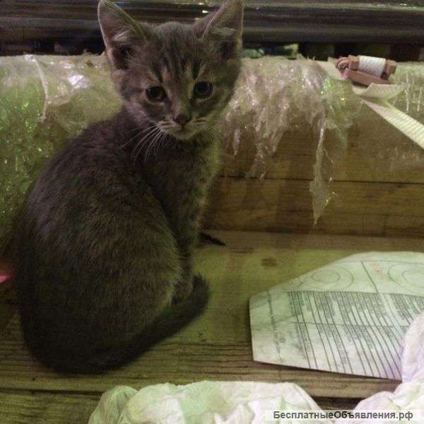 В надежные руки котята Очень нужен дом