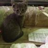 В надежные руки котята Очень нужен дом