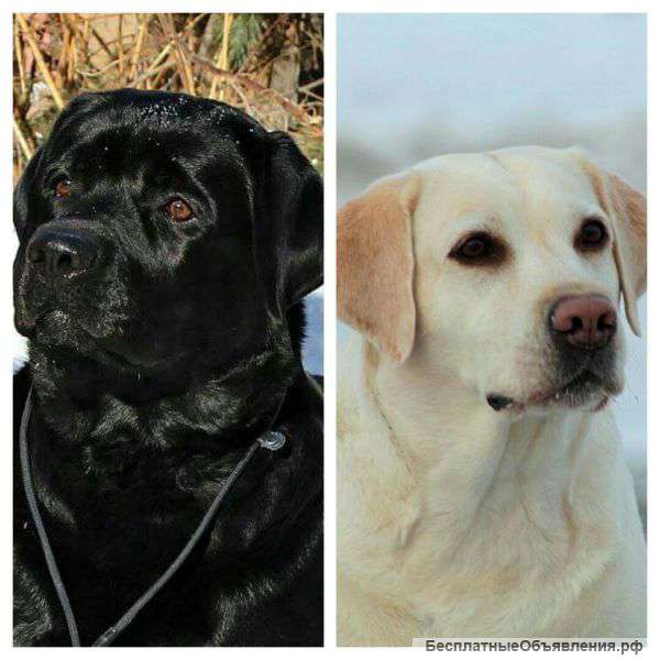 Палевая девочка лабрадора