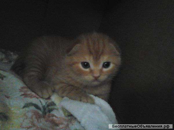 Котята клубные шотландской породы