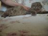 Нашелся вислоухий шотландский кот