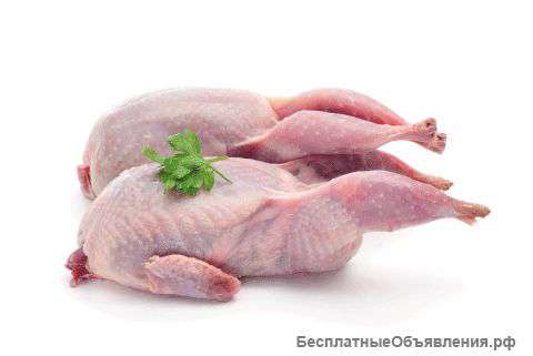 Мясо перепела