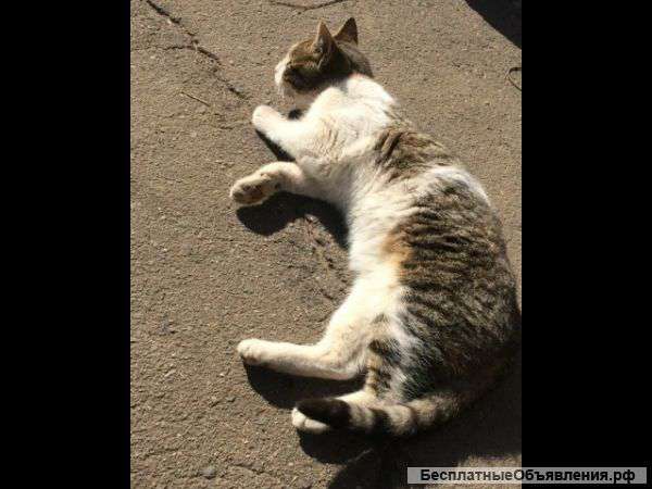 Очень нужен дом ласковой красавице Не дайте ей погибнуть