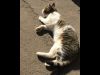 Очень нужен дом ласковой красавице Не дайте ей погибнуть