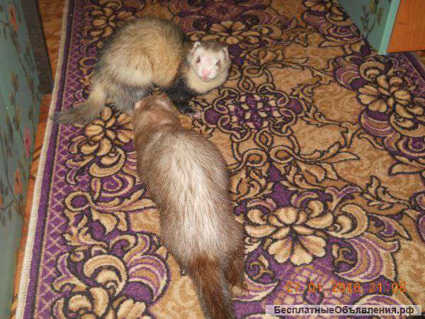 Ласковые хорьки