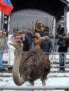 Страус на фотосессию