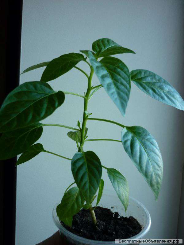 Острые перчики для дома и сада