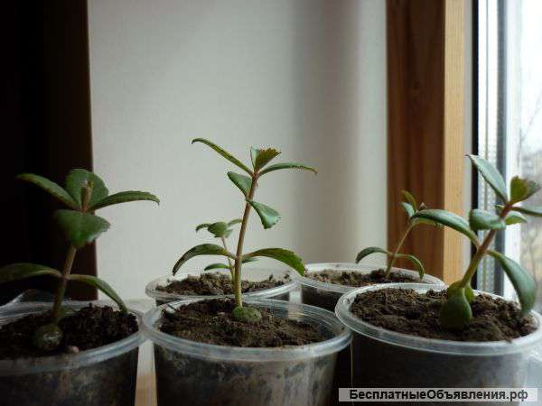 Каланхоэ (чихалочка) молодые растения