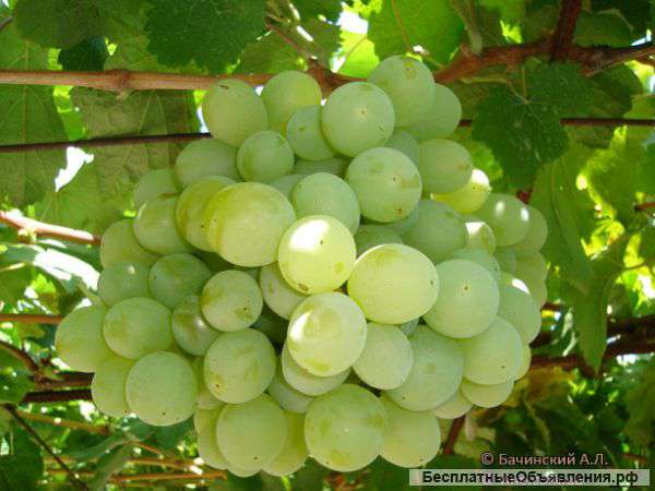 Саженцы винограда