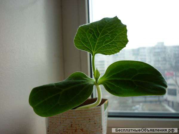 Лагенария(растение)