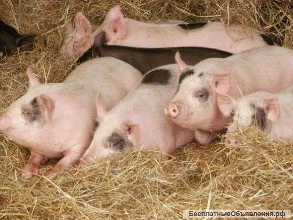 Поросята