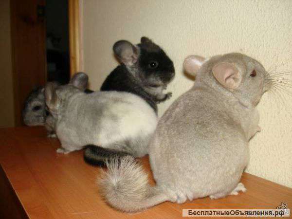 Шиншиллы оптом и в розницу