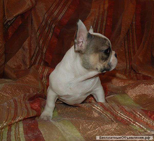 Мальчик для дома и любви