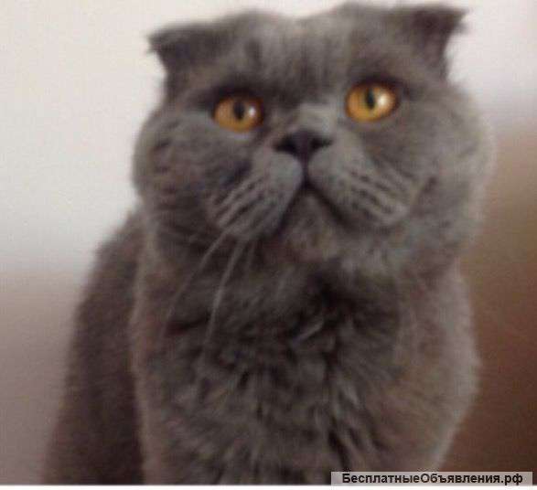 Шотландского кота