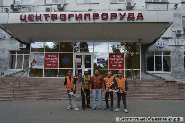 Вырубка деревьев / удаление Аварийных деревьев