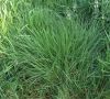 Семена райграса