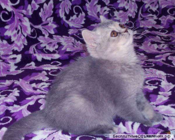 Котята скотиш страйт