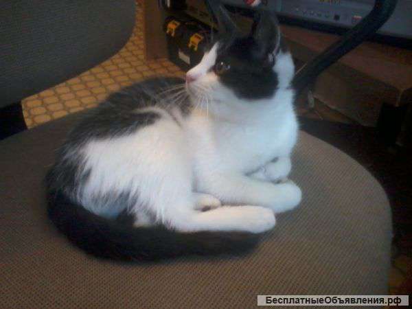 Шотландский прямоухий малыш