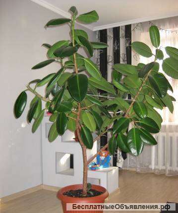 Красивый фикус