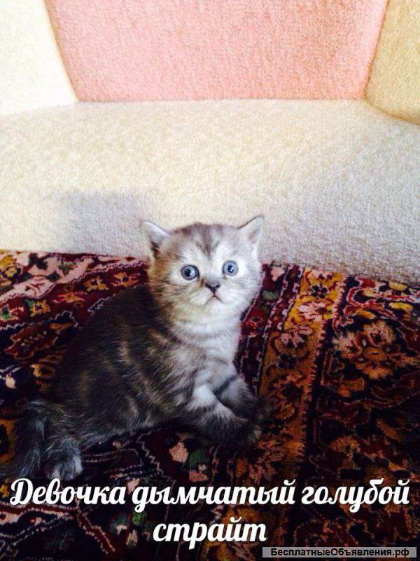 Милые и ласковые котята
