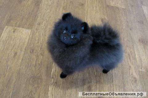 Миниатюрного шпица