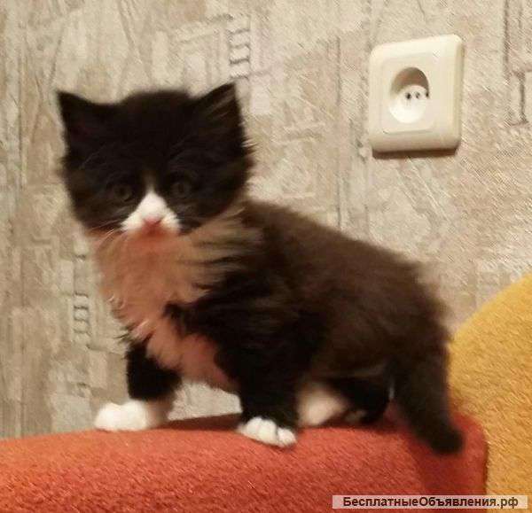 Кошечка