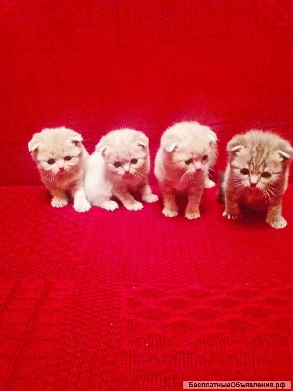 Котятки - медвежатки