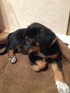 Отдам щенка